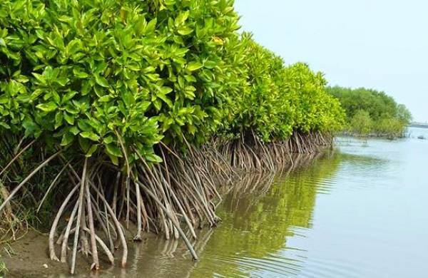 Sekolah di Hutan Mangrove: Anak Belajar Ekologi Pesisir